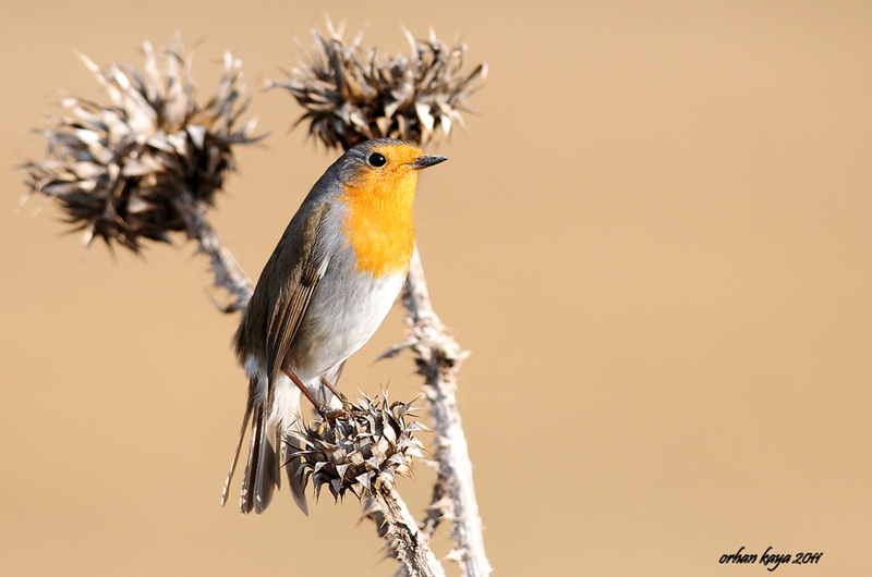European Robin