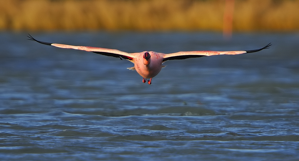 Lesser Flamingo