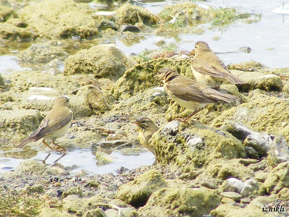 Willow Warbler
