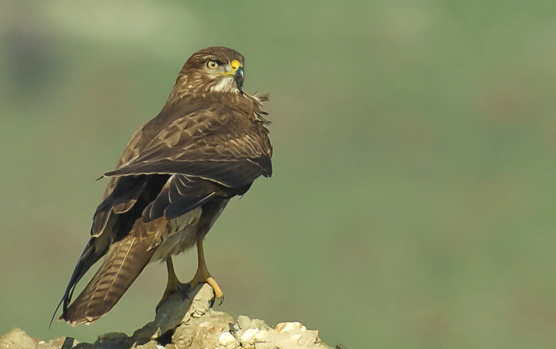 Common Buzzard