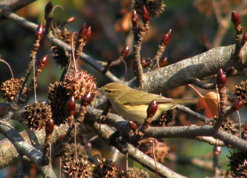Common Chiffchaff
