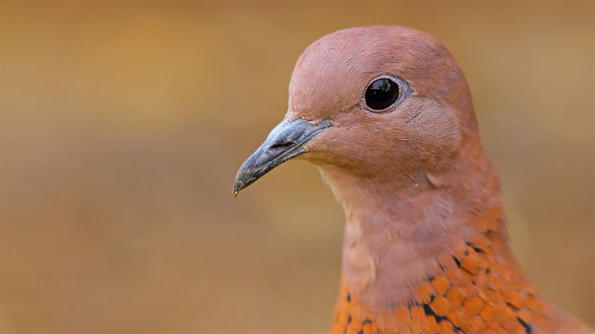 Laughing Dove