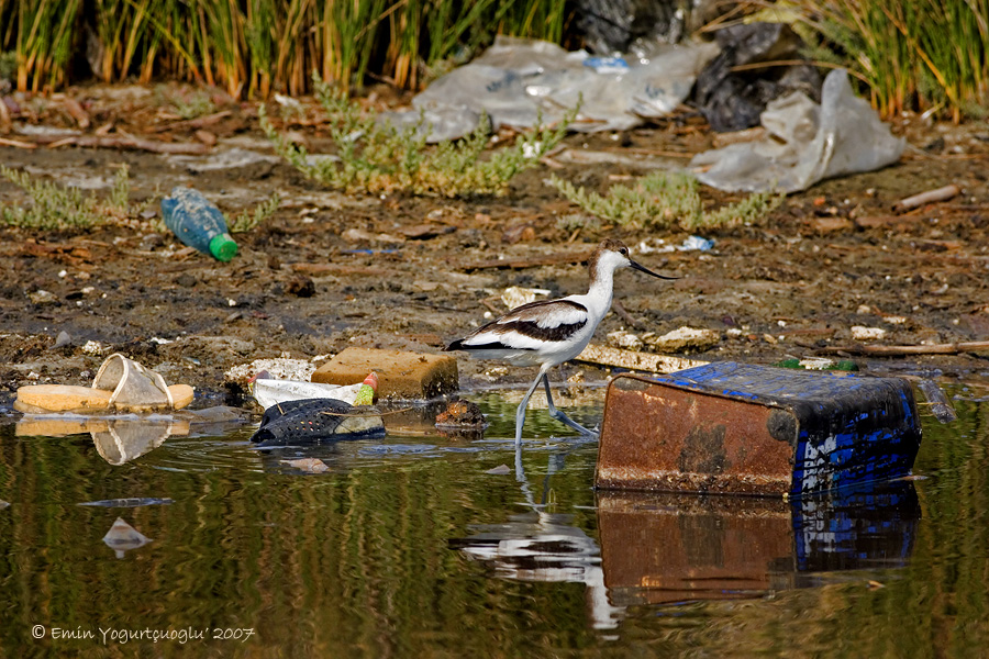 Pied Avocet