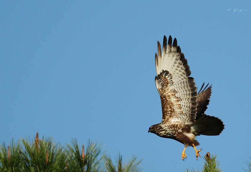 Common Buzzard