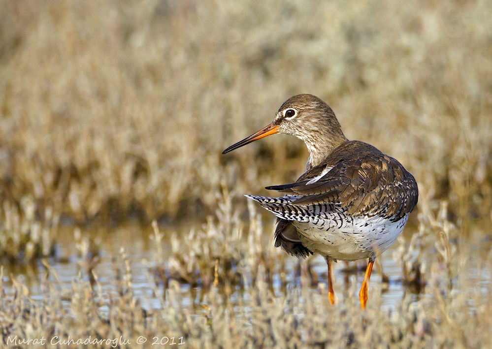 Common Redshank