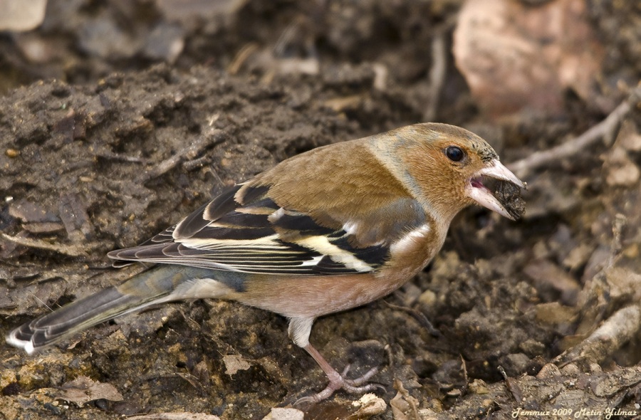 Eurasian Chaffinch
