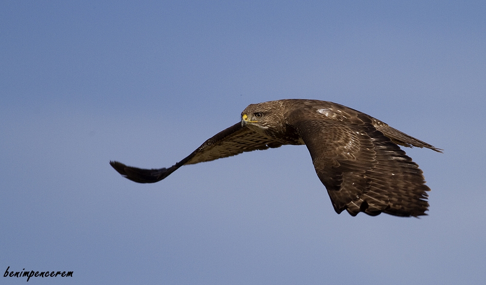 Common Buzzard