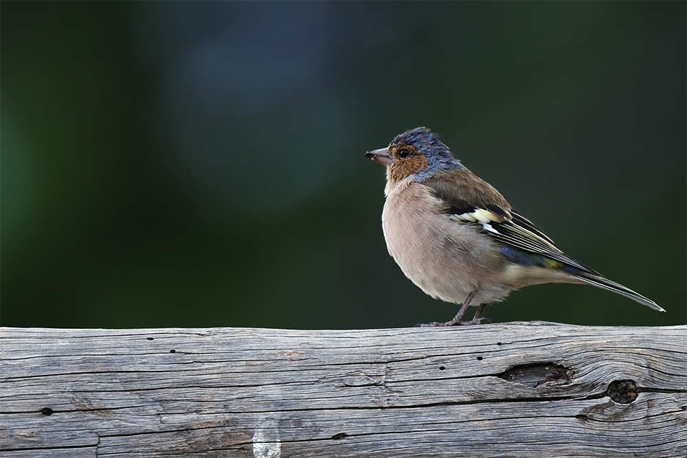 Eurasian Chaffinch