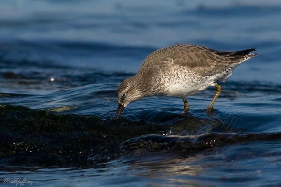 Red Knot