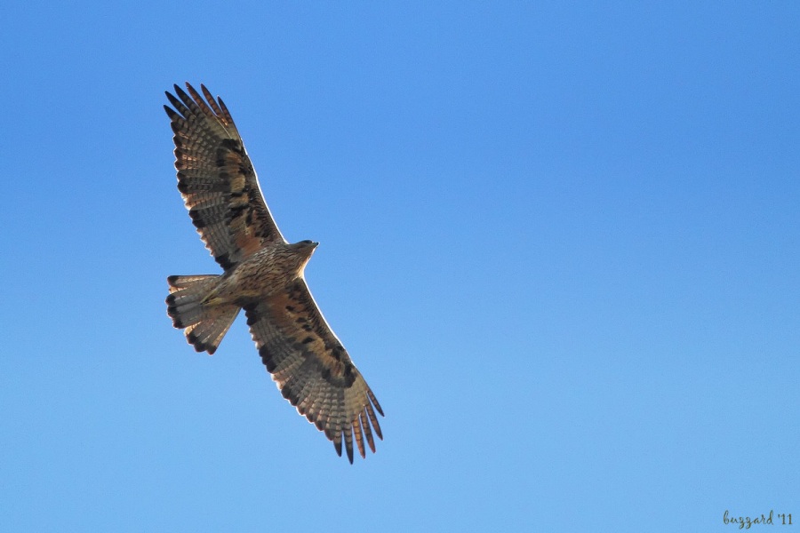 Bonelli`s Eagle