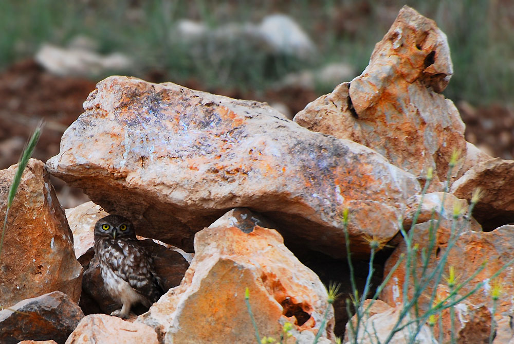 Little Owl