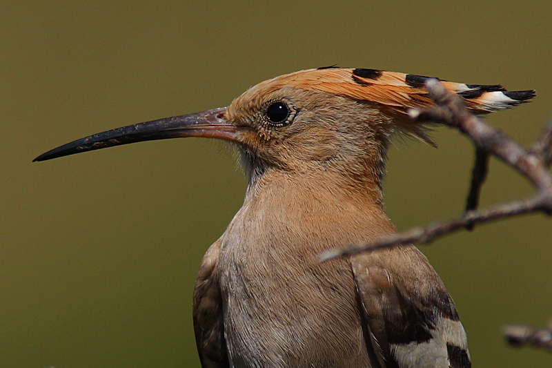 Common Hoopoe