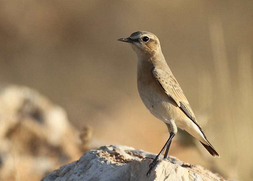 Isabelline Wheatear