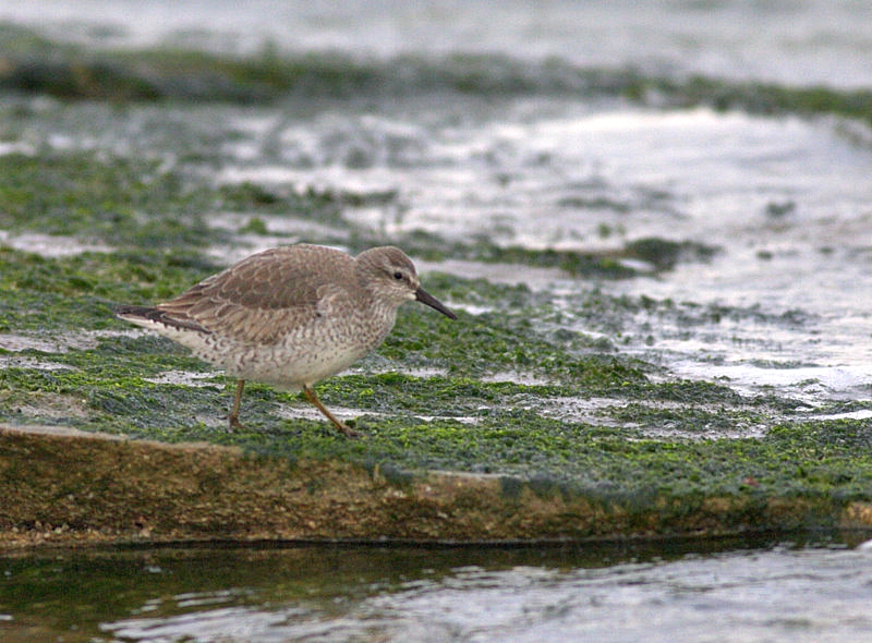 Red Knot