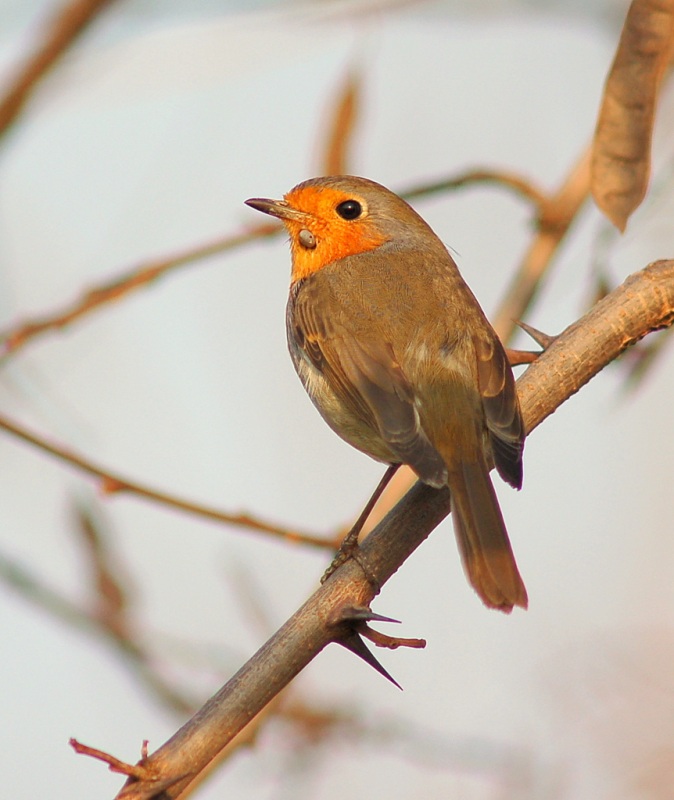 European Robin
