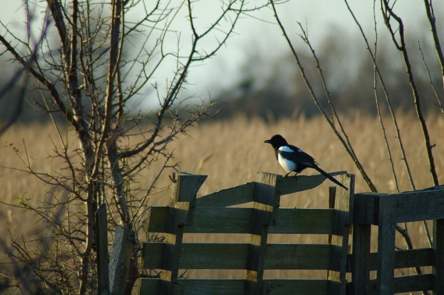 Eurasian Magpie