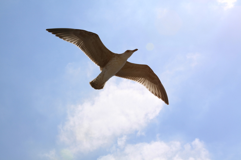 Yellow-legged Gull