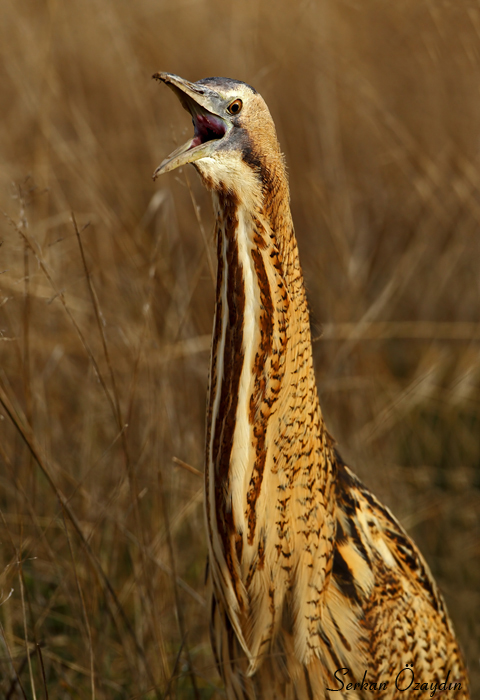 Eurasian Bittern