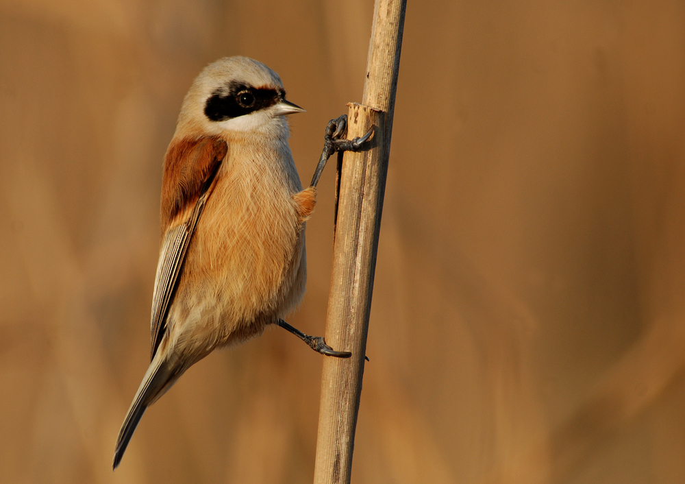 Eurasian Penduline Tit