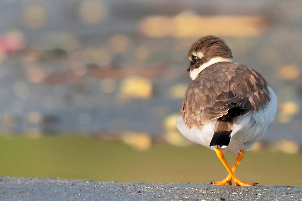 Common Ringed Plover