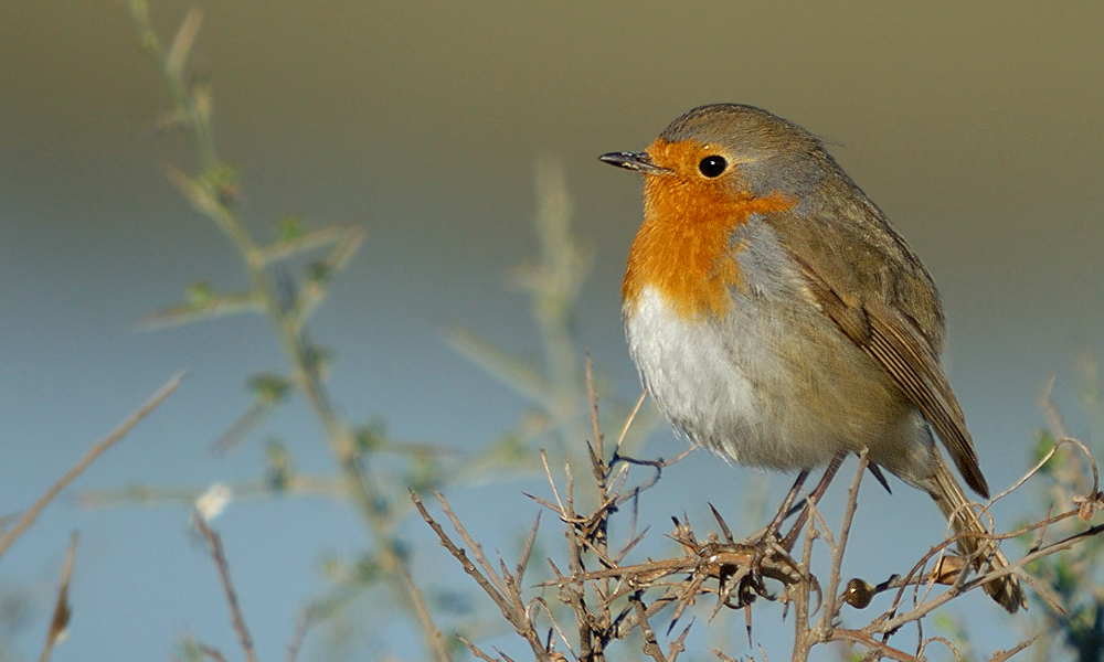 European Robin