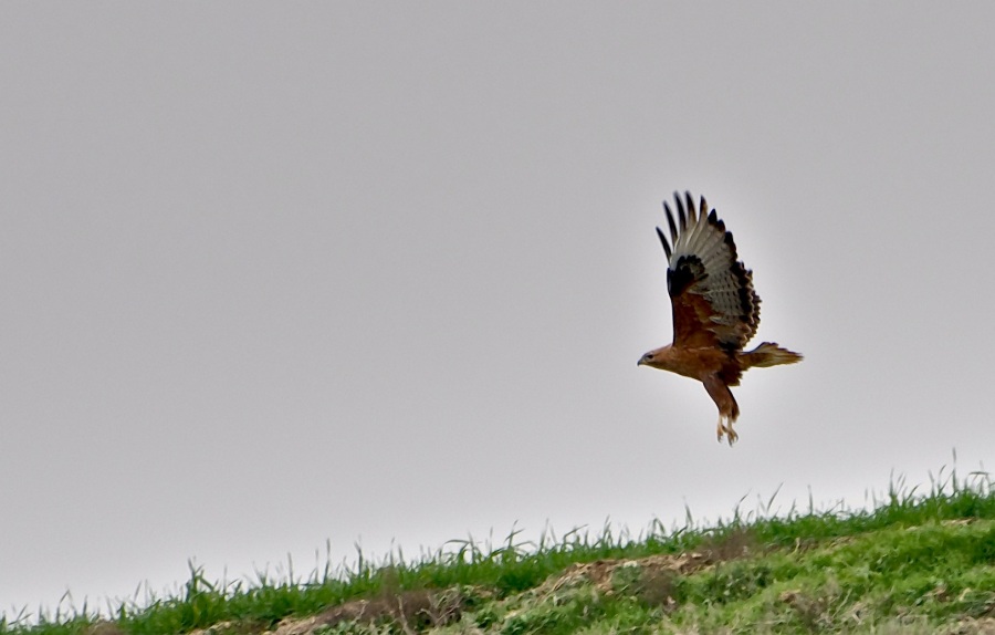 Long-legged Buzzard