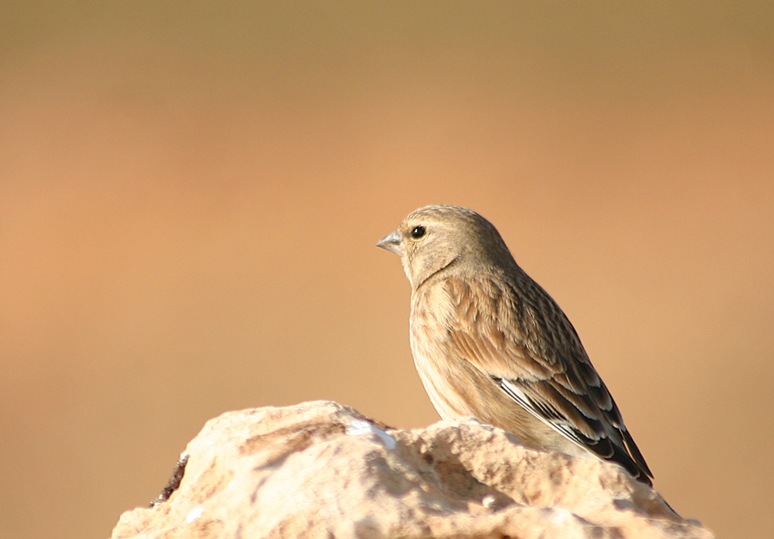 Common Linnet