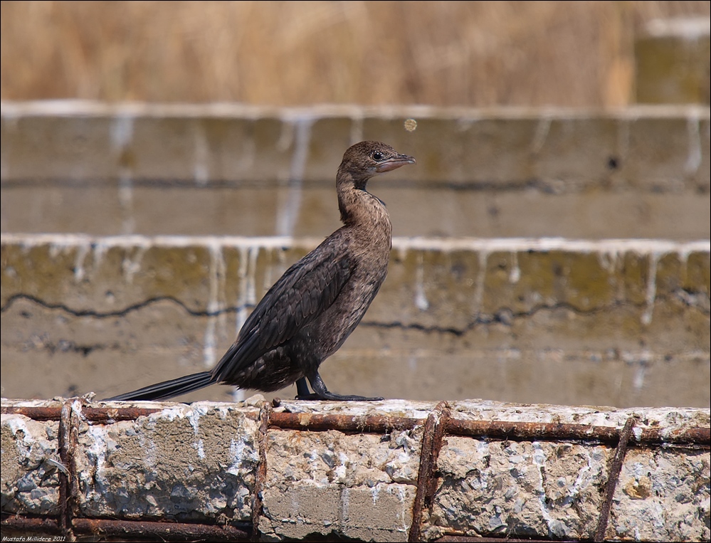 Pygmy Cormorant