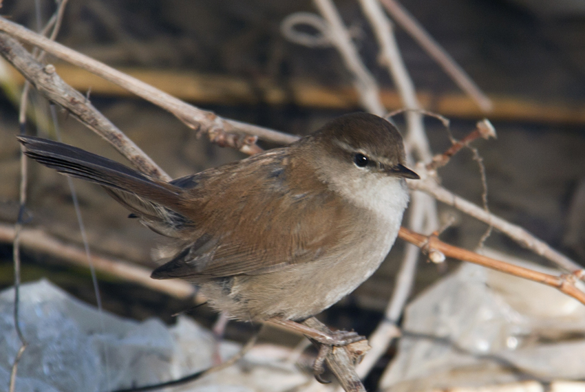 Cetti`s Warbler