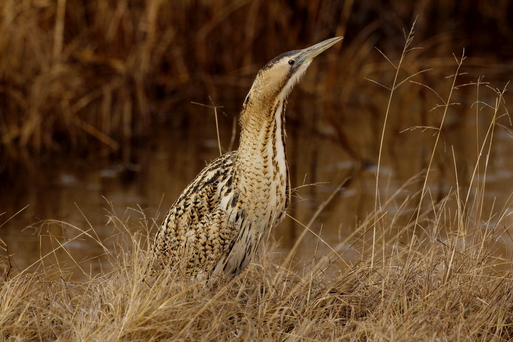 Eurasian Bittern