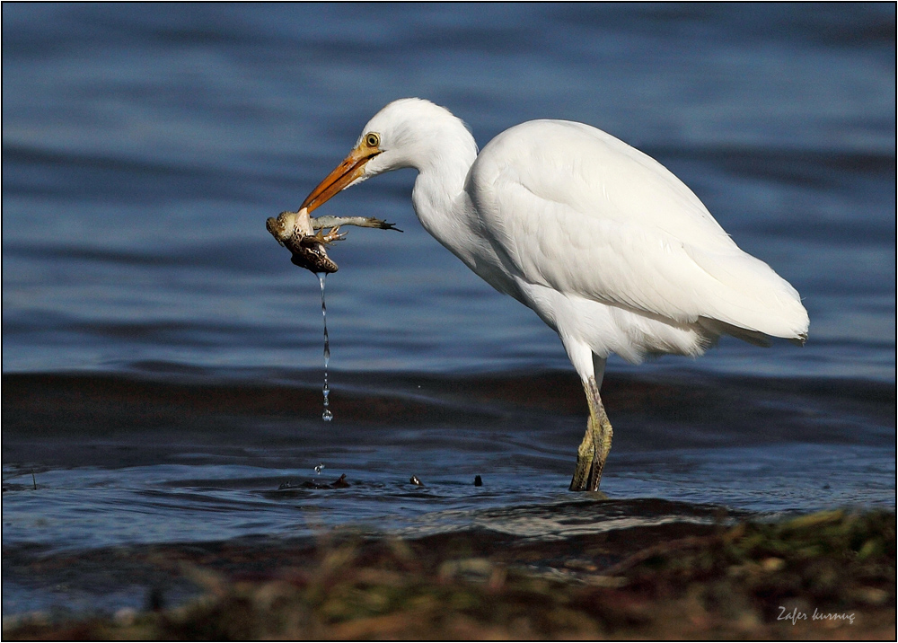 Western Cattle Egret