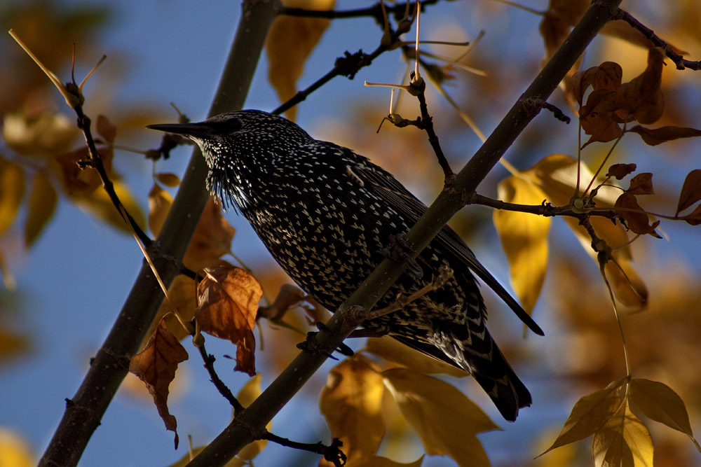 Common Starling