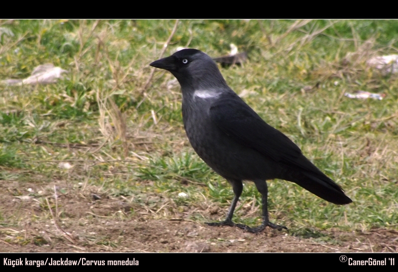 Western Jackdaw