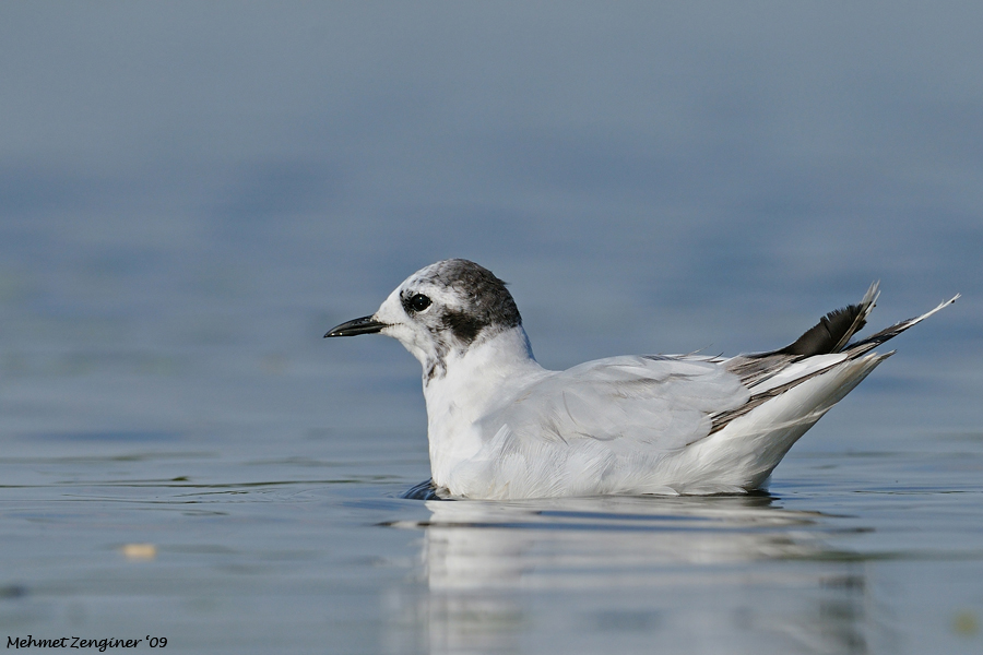 Little Gull