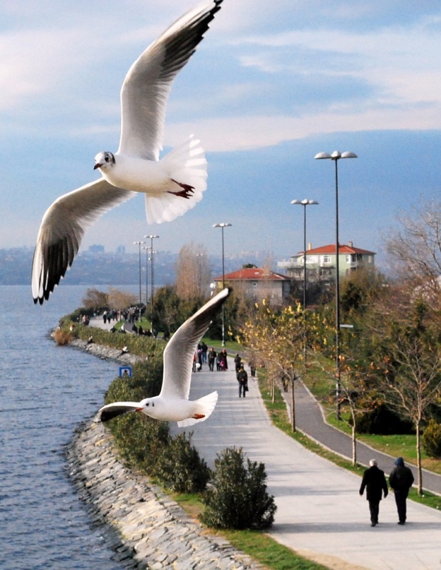 Karabaş Martı