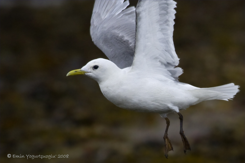 Black-legged Kittiwake