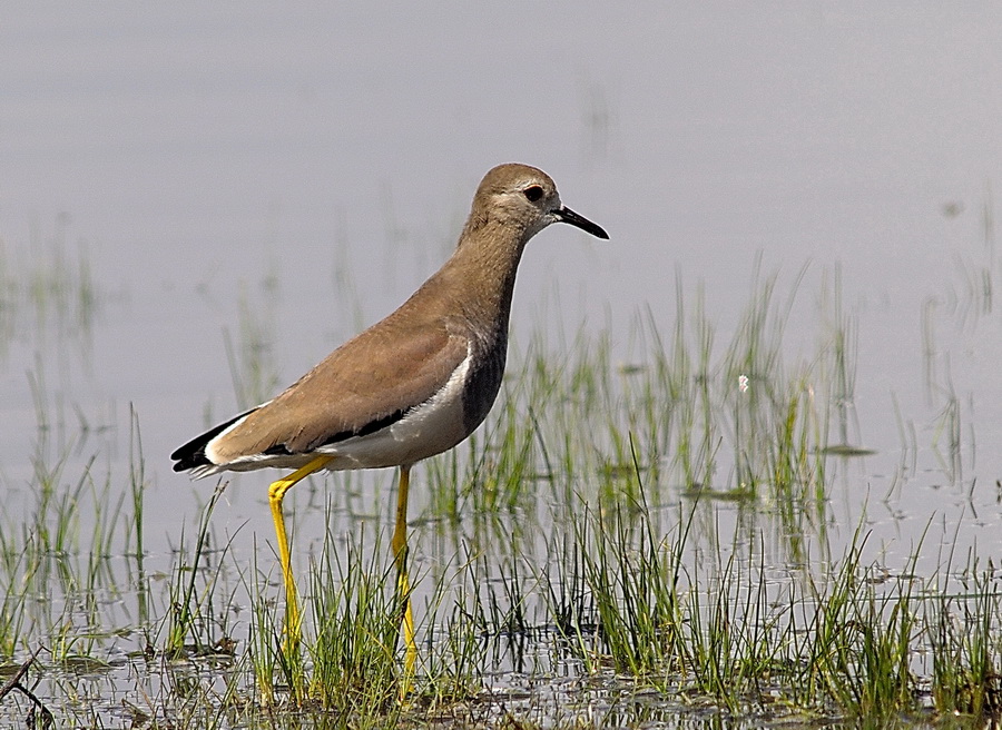 White-tailed Lapwing