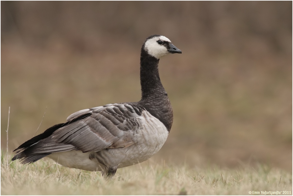 Barnacle Goose