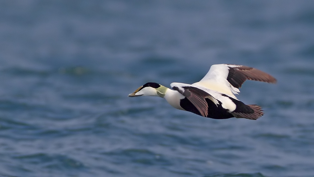 Common Eider