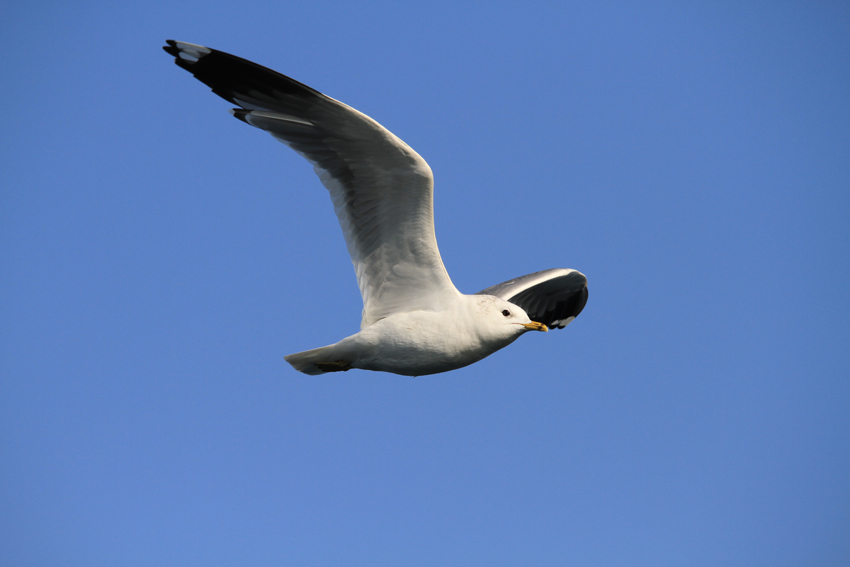 Common Gull