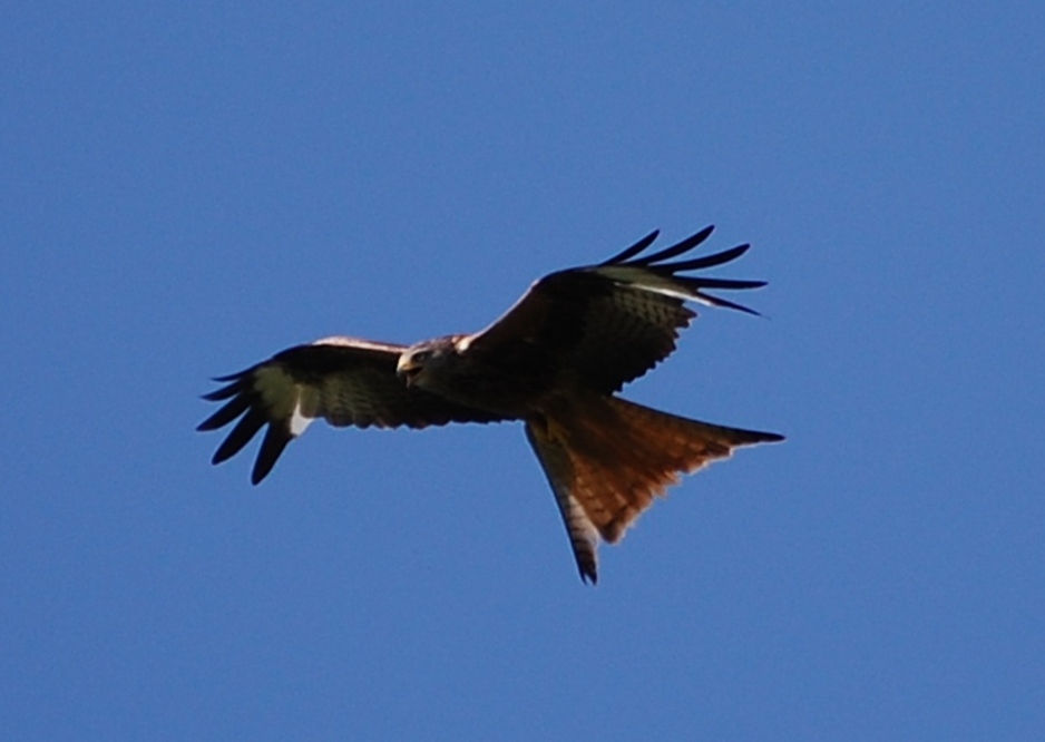 Red Kite