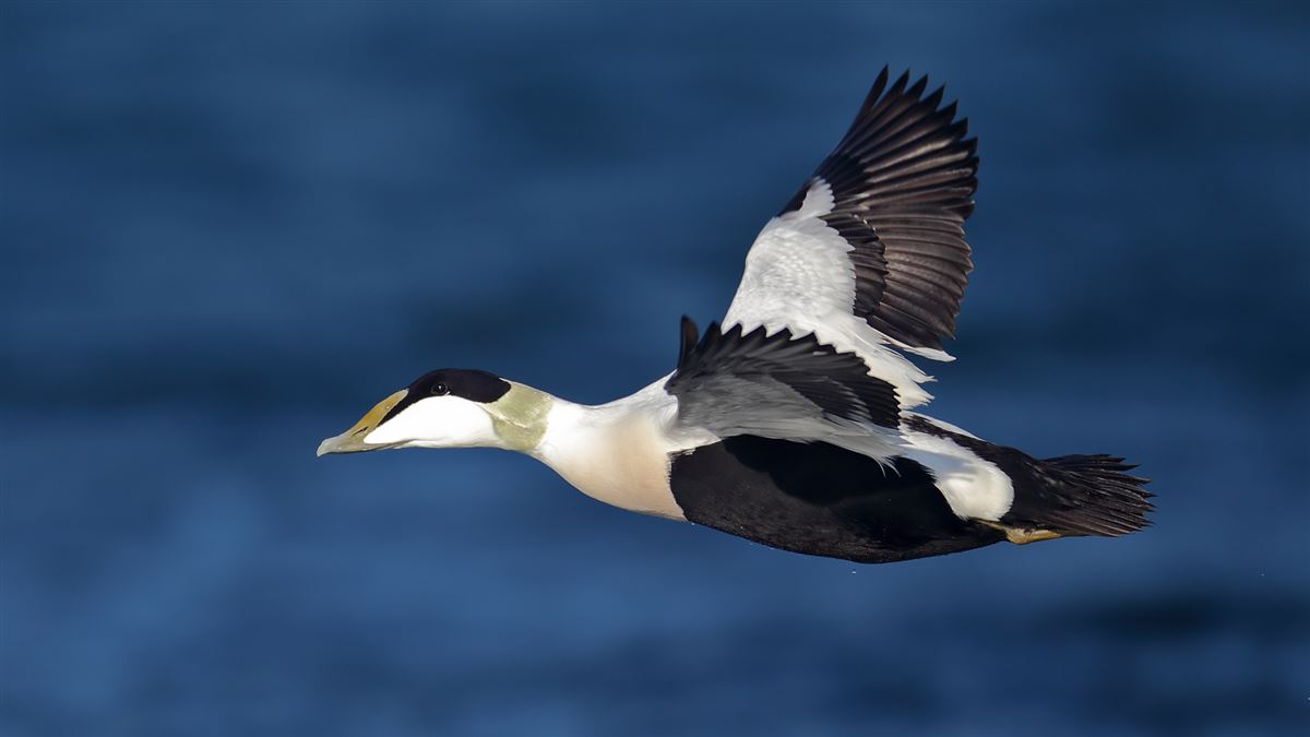 Common Eider