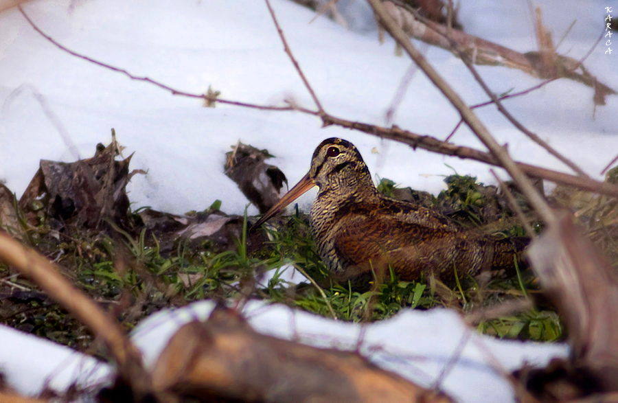 Eurasian Woodcock