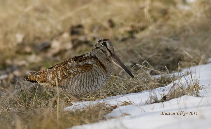 Eurasian Woodcock
