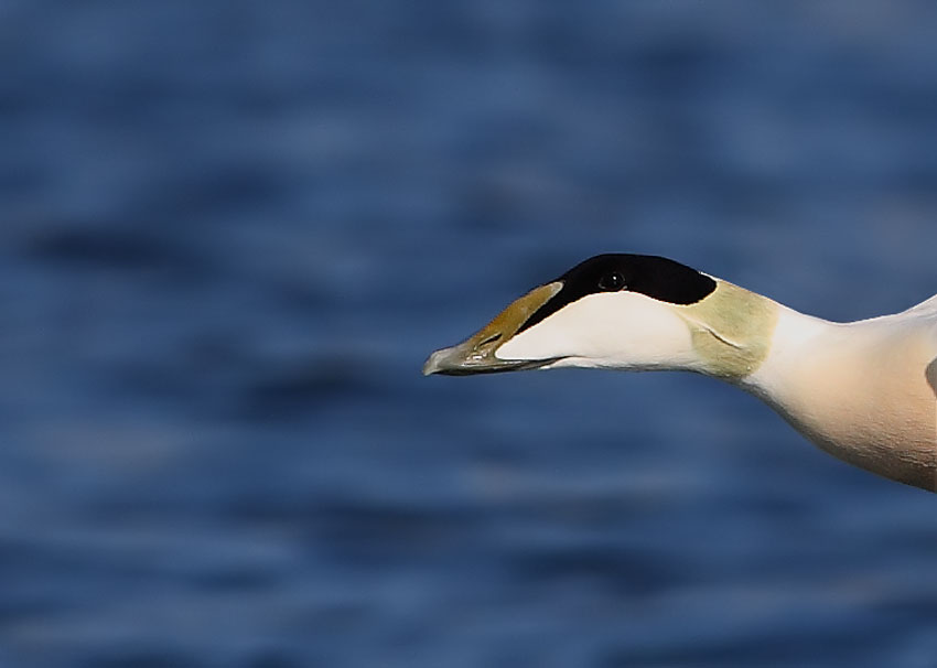 Common Eider