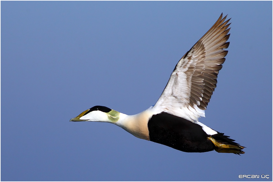 Common Eider