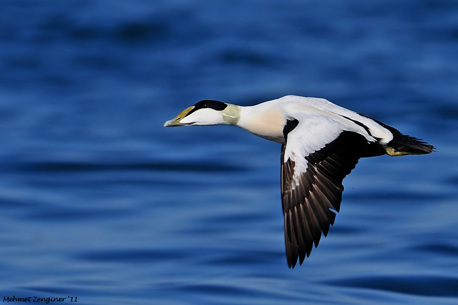 Common Eider