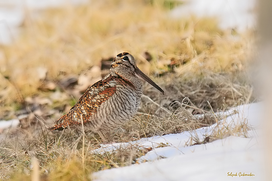 Eurasian Woodcock