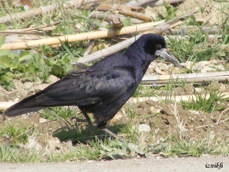 Ekin Kargası