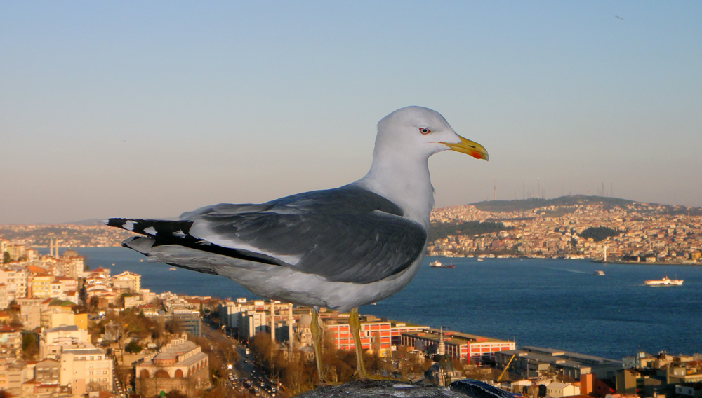 Gümüş Martı
